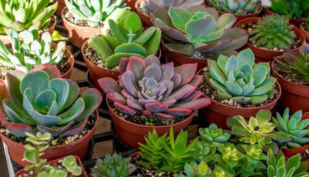 5 plantas perfeitas para ter dentro de casa
