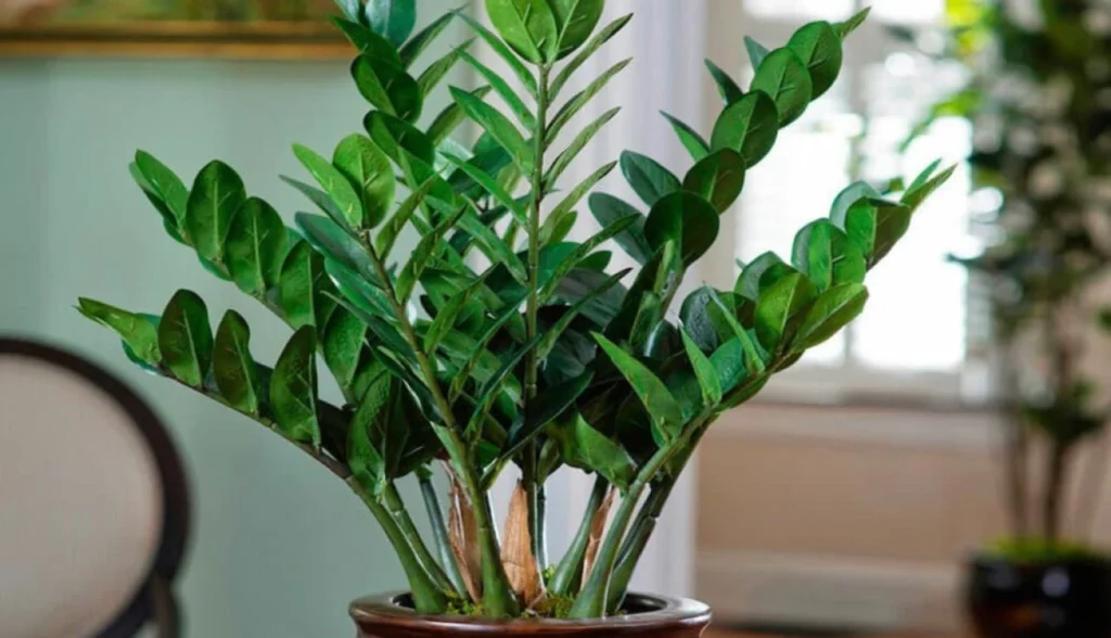 5 plantas perfeitas para ter dentro de casa