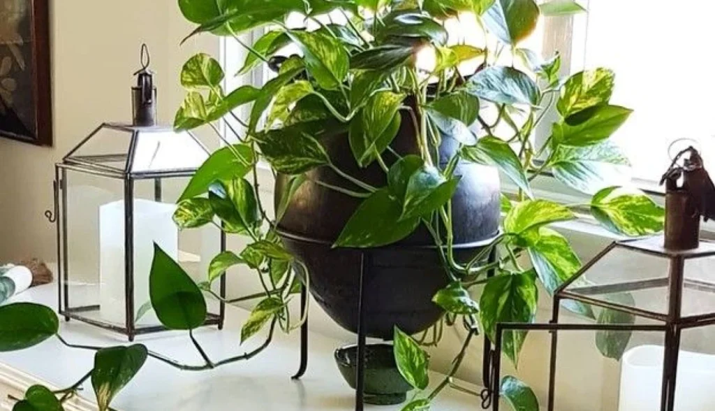 5 plantas perfeitas para ter dentro de casa