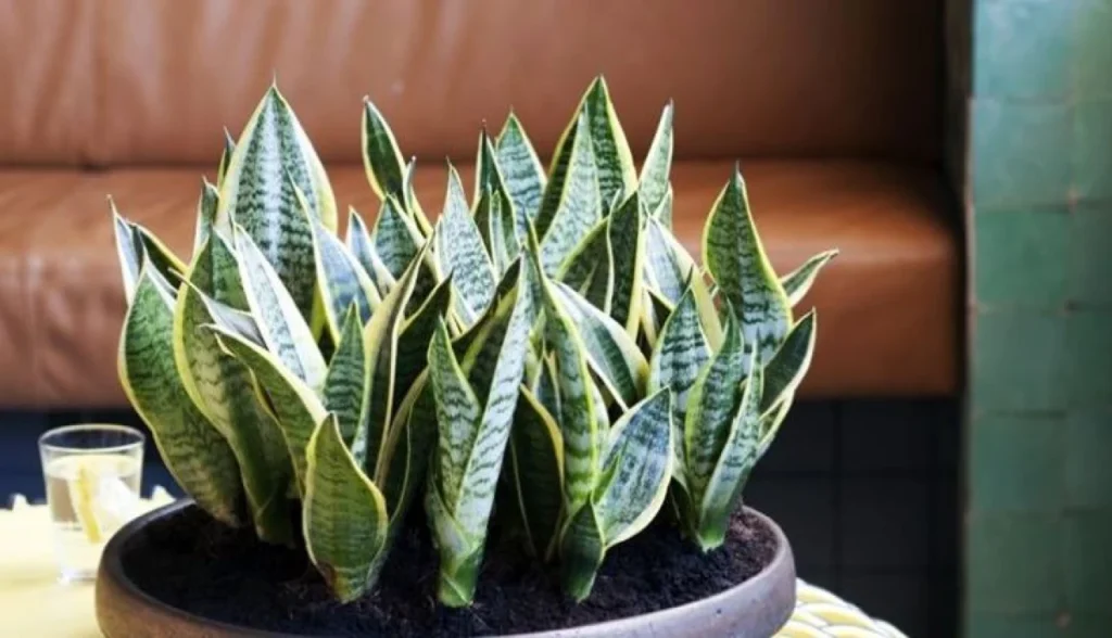 5 plantas perfeitas para ter dentro de casa