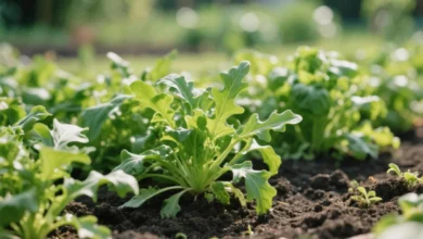 como cultivar rúcula