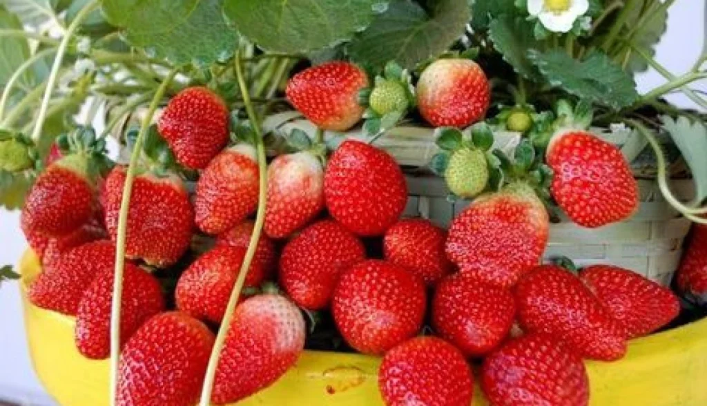 Cultivar Morango em Casa de Forma Fácil 