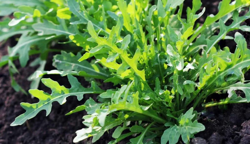 Cultivar Rúcula em Casa e Salada Fresca Todos os Dias