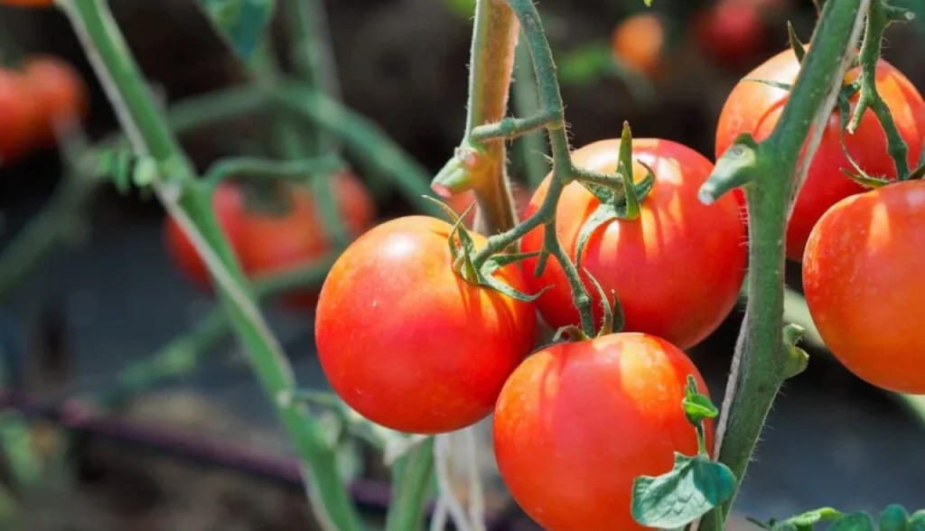 Aprenda a Cultivar Tomate de Forma Simples