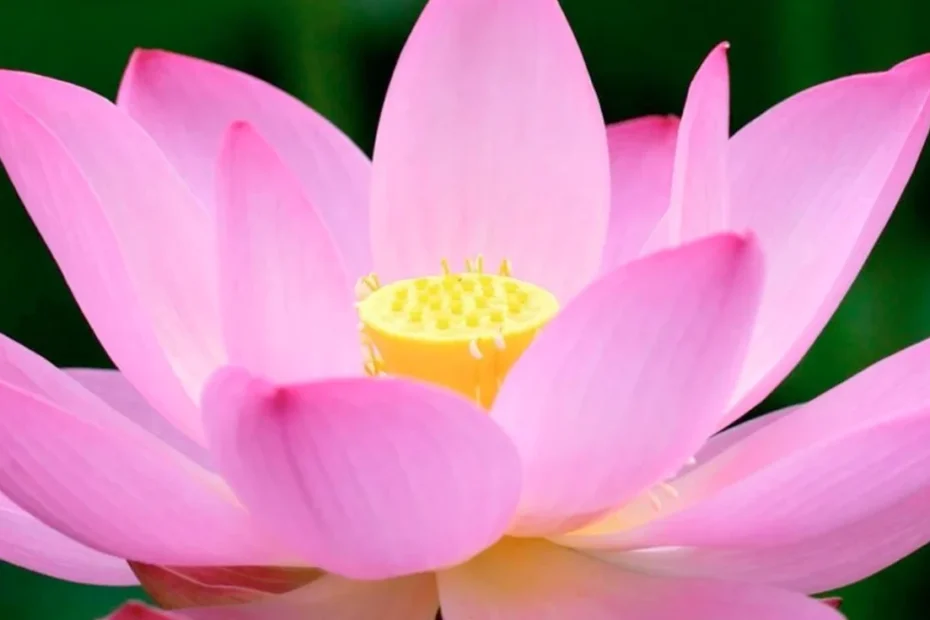 Flor
