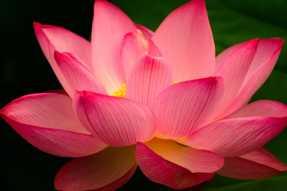 Flor de Lótus