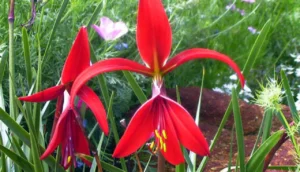 Flor de Lis