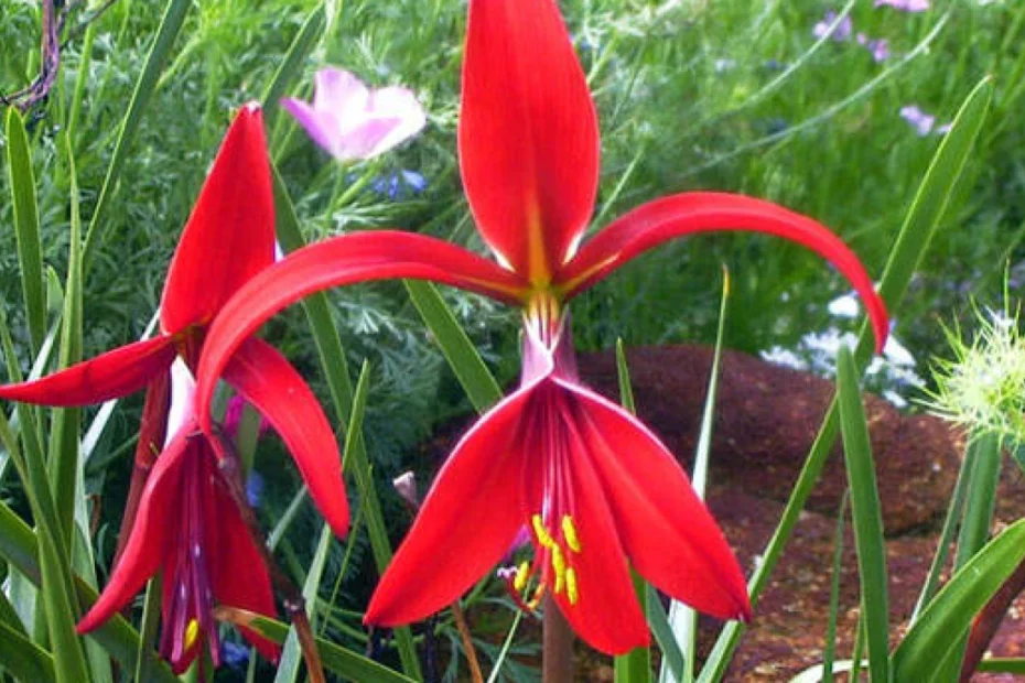 Flor de Lis
