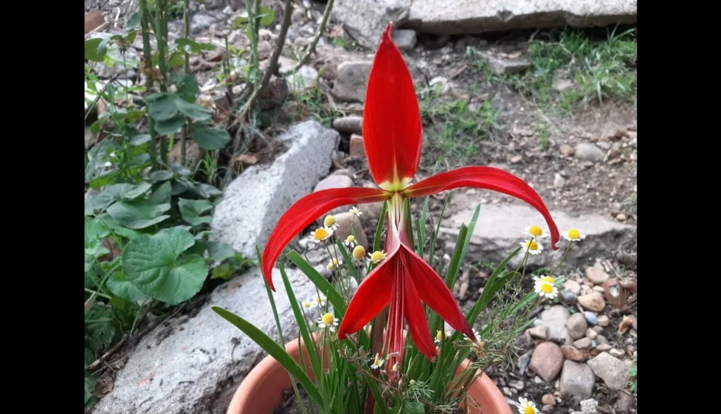 Flor de Lis: Como cultivar essa flor encantadora com facilidade?