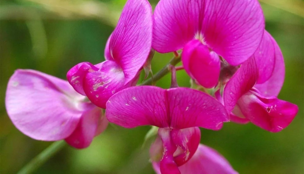 Flor ervilha-de-cheiro: aroma e beleza no jardim?