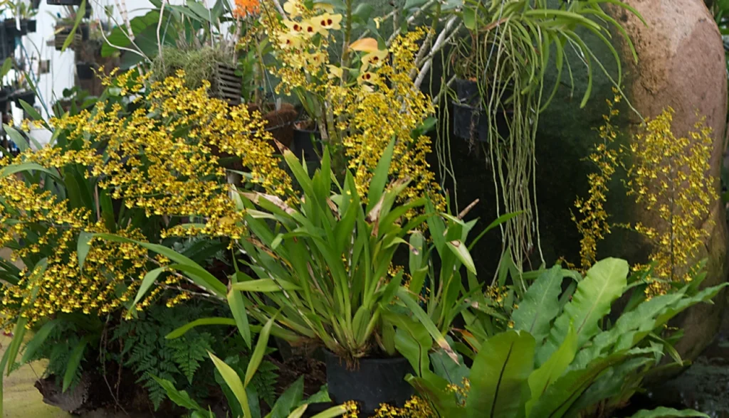 Orquídea Para Cultivar em Casa