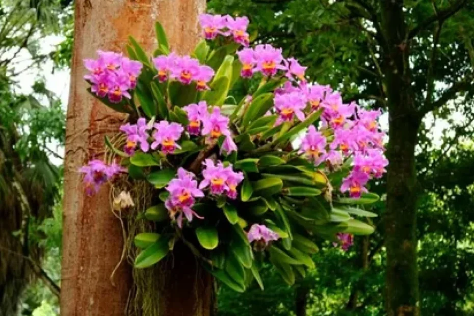 Plantas Orquídeas