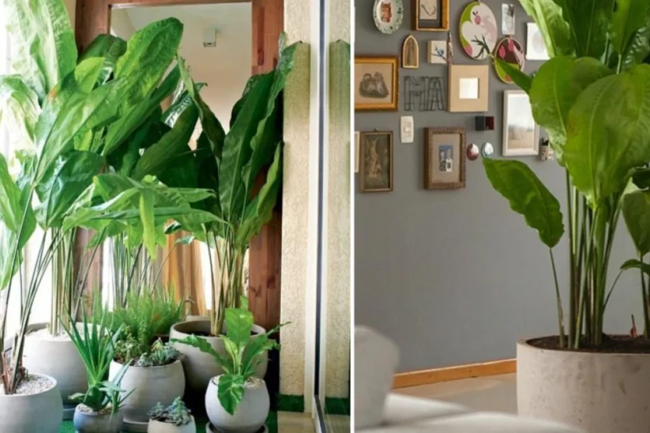 Plantas para Dentro de Casa