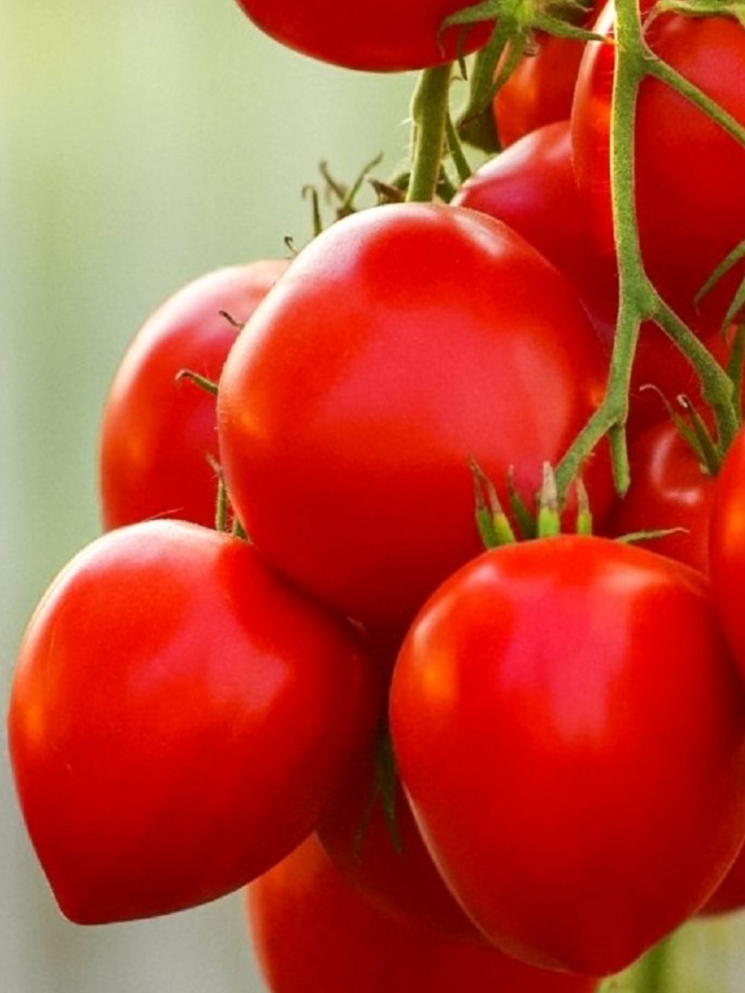 Tomate