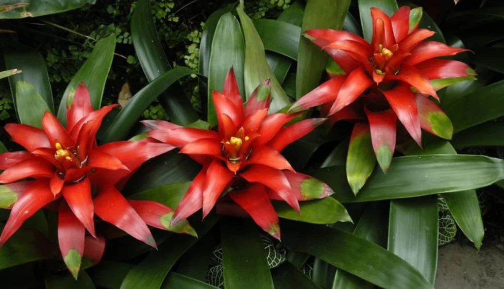 Como cultivar bromélia em casa
