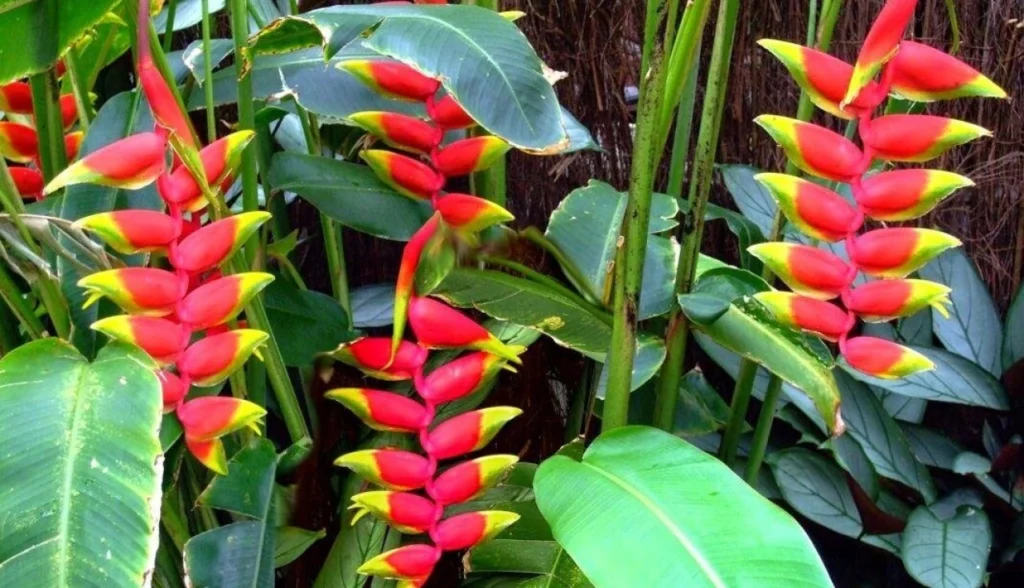 Como cultivar helicônia no jardim
