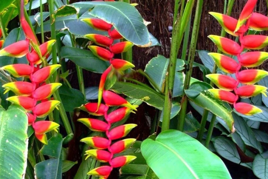 Como cultivar helicônia no jardim