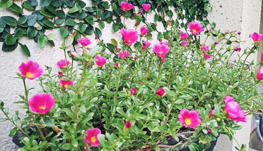 Como cultivar Onze-horas no jardim de forma simples e encantadora?