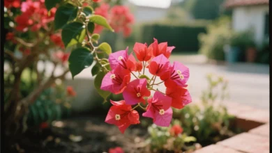 Como cultivar primavera no jardim