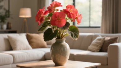 Cultivar begônia em casa