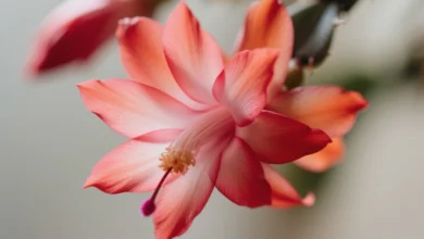 Flor-de-Maio