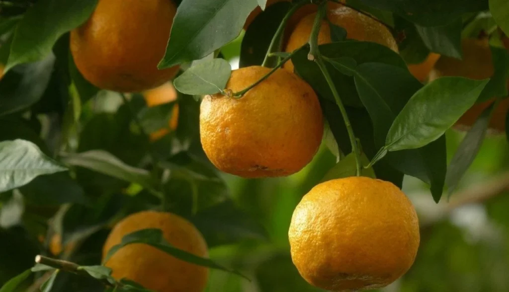 10 frutas fáceis de plantar que transformam seu quintal rápido