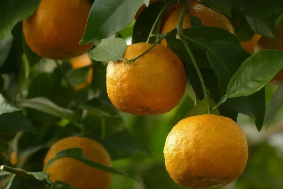 10 frutas fáceis de plantar que transformam seu quintal rápido