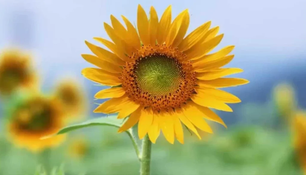 Como cultivar girassol em casa e deixar seu jardim radiante?
